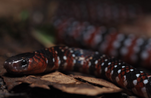 Ornate Coralsnake