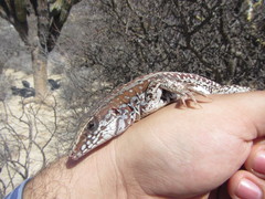 Aspidoscelis maximus