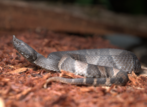 Amazonian Toad-headed Pitviper
