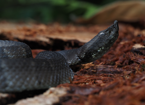 Amazonian Toad-headed Pitviper