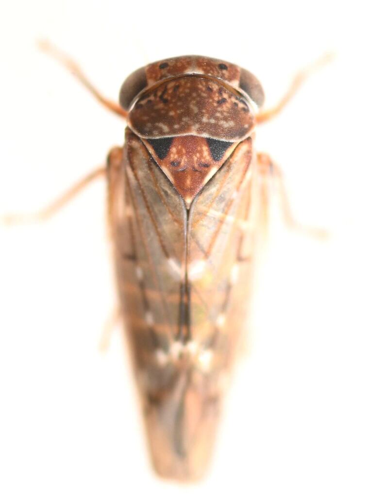 Idiocerus couleanus