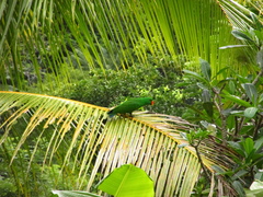Eclectus roratus