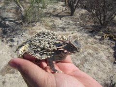 Phrynosoma coronatum