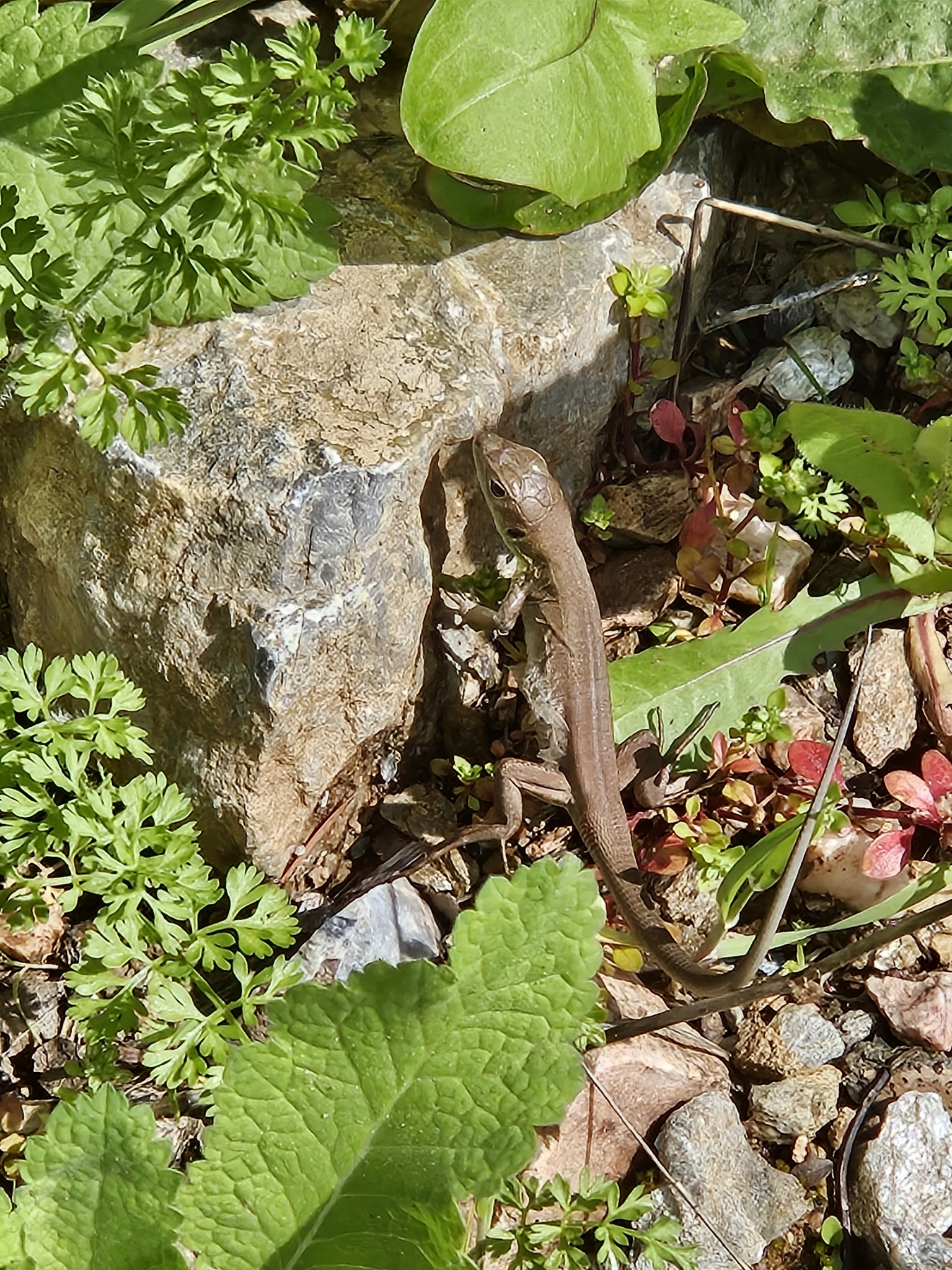 Pamphylian Green Lizard photo 8