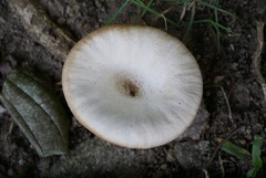 Lentinus sajor-caju