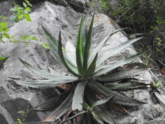 Agave obscura