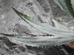 Agave obscura