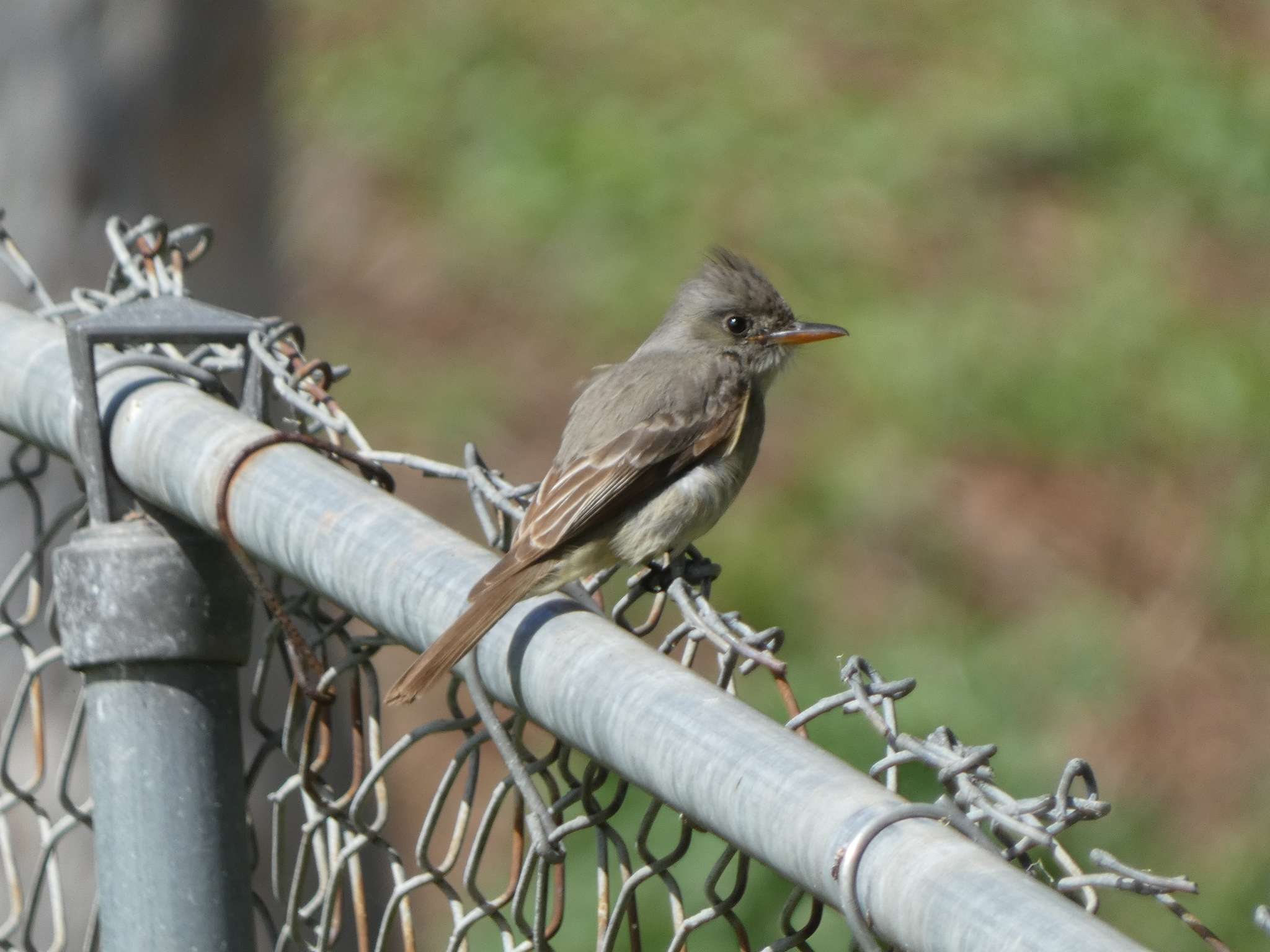 Greater Pewee (Contopus pertinax)