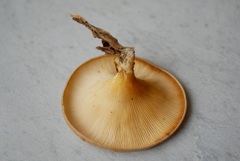 Lentinus sajor-caju