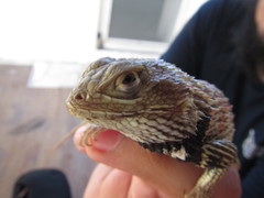 Sceloporus zosteromus