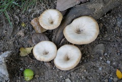 Lentinus sajor-caju