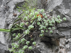 Sedum palmeri