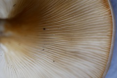 Lentinus sajor-caju