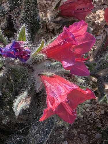 Narrow-leaved Viper's-bugloss