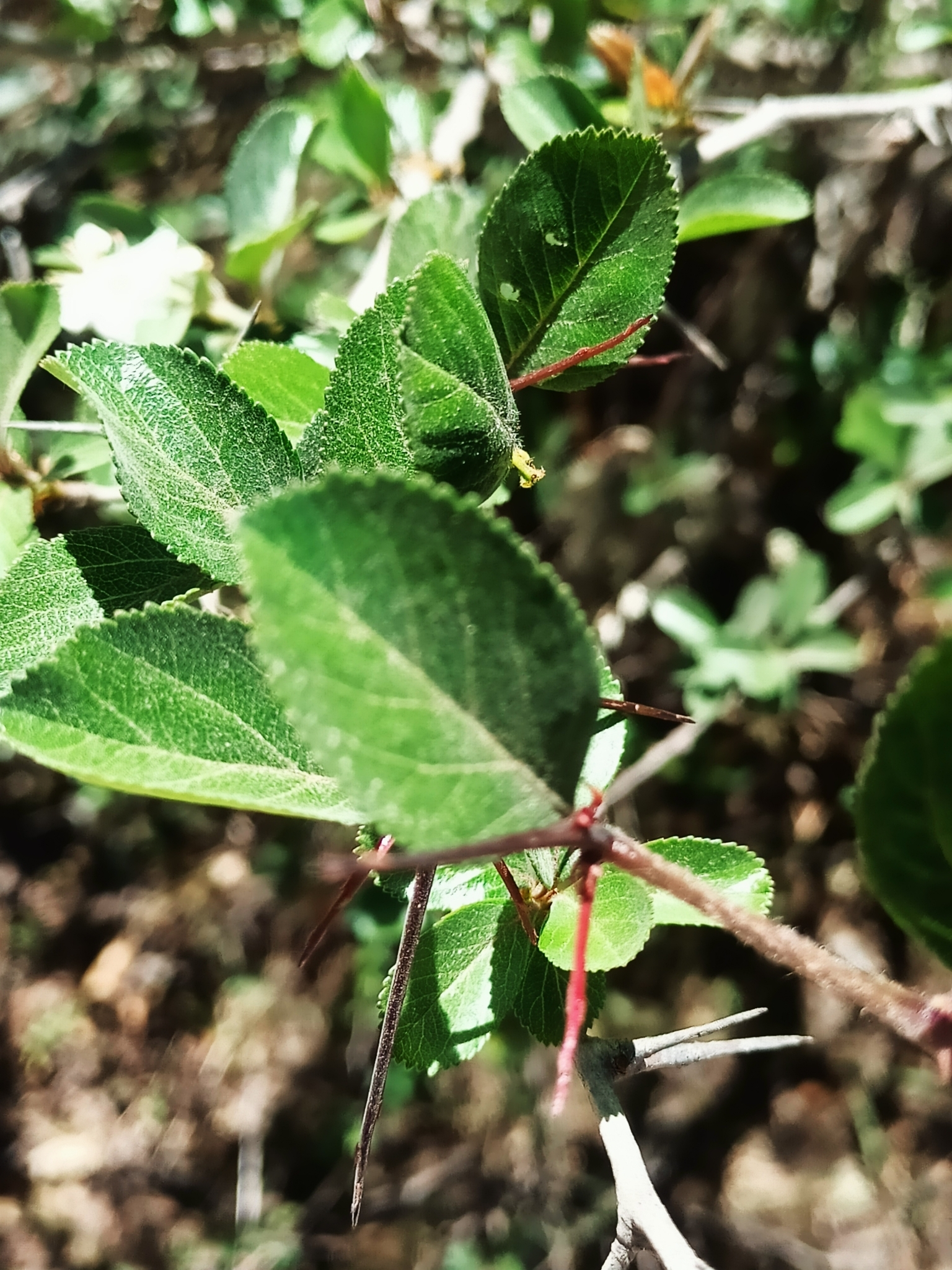 Crataegus rosei