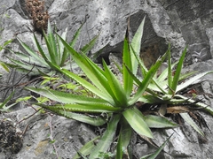 Agave univittata