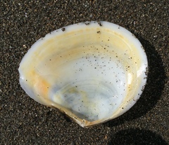 Macomona liliana