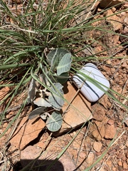 Asclepias nummularia