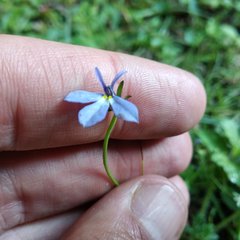 Lobelia nana