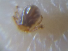 Dermacentor variabilis