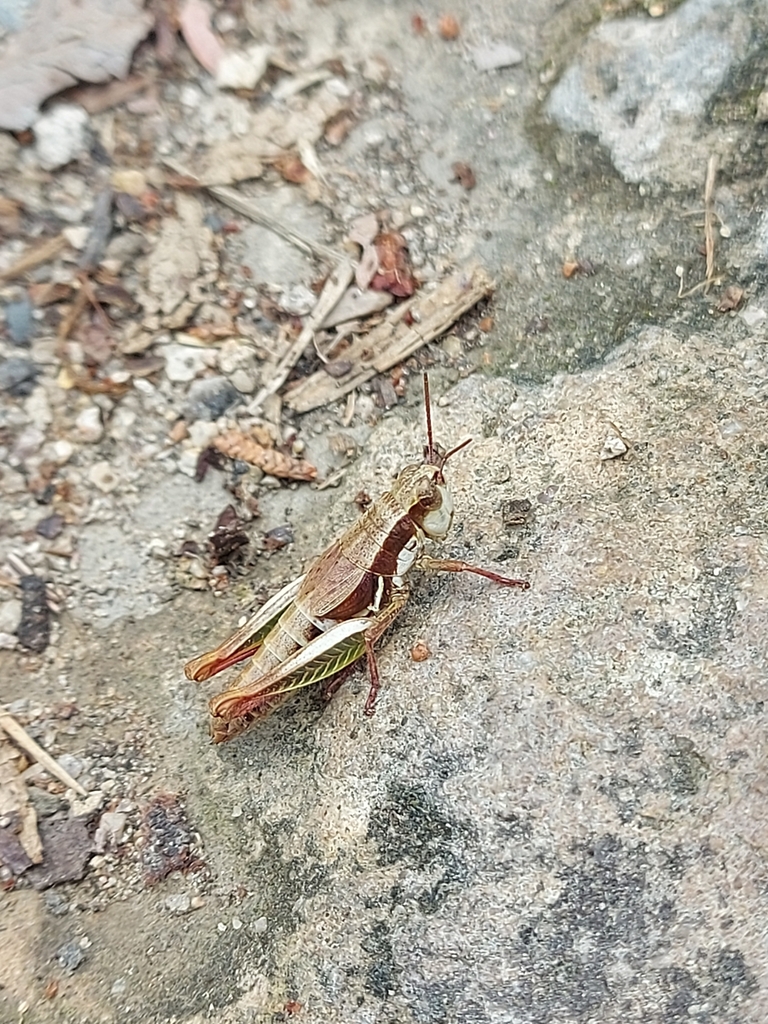 Bogotacris nigrisoma