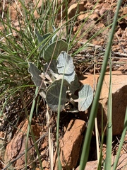 Asclepias nummularia
