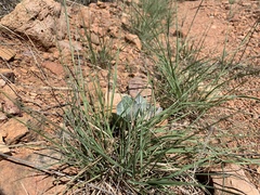 Asclepias nummularia