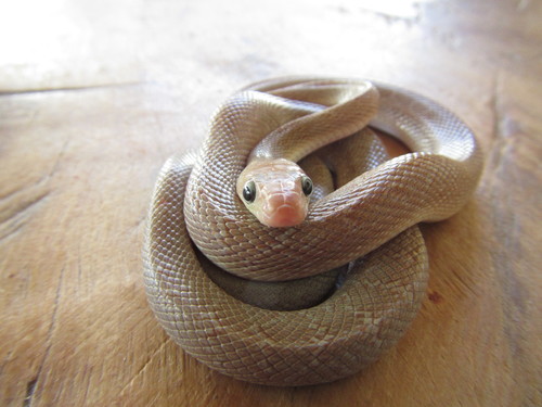 Baja California Ratsnake