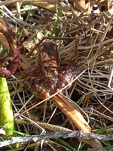 Iberian Frog, Manteigas, PT-GU, PT, photo 6 of 10