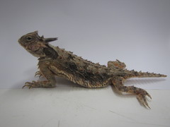 Phrynosoma coronatum