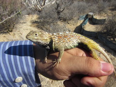 Sceloporus zosteromus