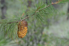 Cronartium conigenum