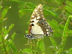 Graphium angolanus
