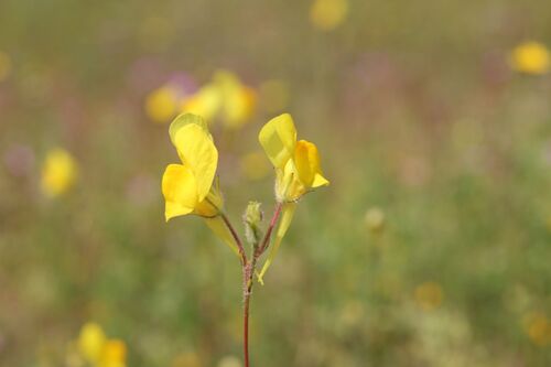 Image of Linaria spartea by (c) Olivier Argagnon, some rights reserved (CC BY)