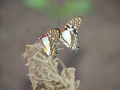 Graphium angolanus