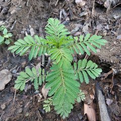 Tagetes foetidissima