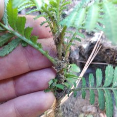 Tagetes foetidissima