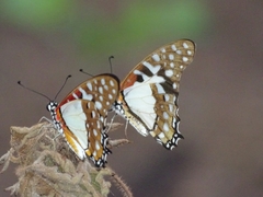 Graphium angolanus