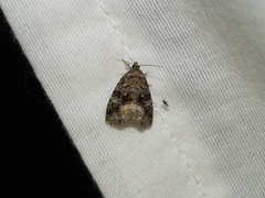 Protodeltote muscosula