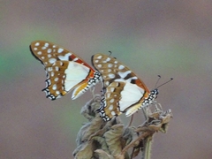 Graphium angolanus
