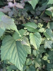 Ampelopsis glandulosa