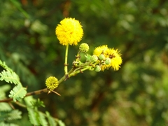 Vachellia nilotica
