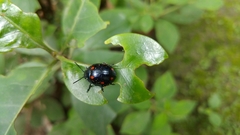 Labidomera suturella