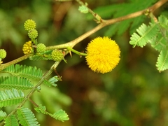 Vachellia nilotica