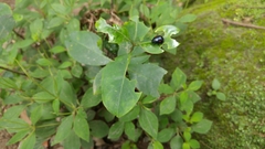 Labidomera suturella