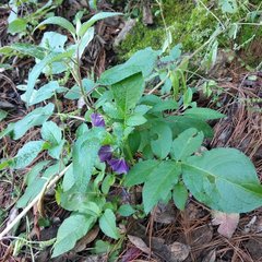 Solanum demissum