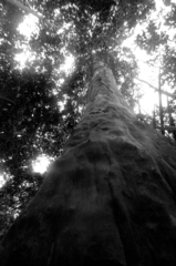 Tristaniopsis obovata