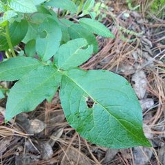 Solanum demissum