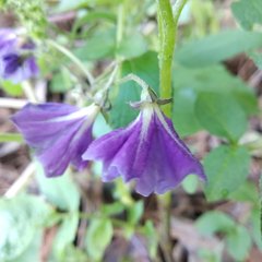 Solanum demissum