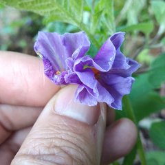 Solanum demissum